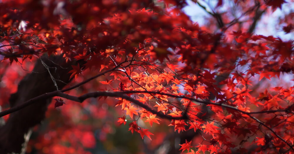 kyoto-photo-examples