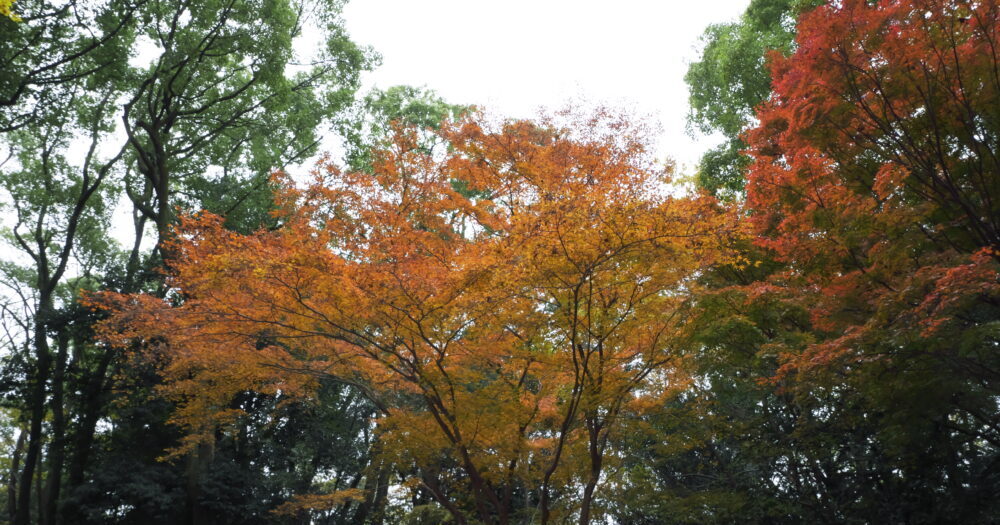 kyoto-photo-examples